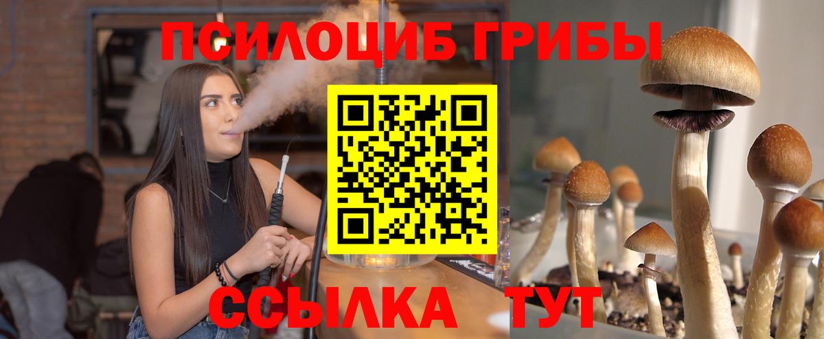 Псилоцибиновые грибы Psilocybine cubensis Сосновый Бор
